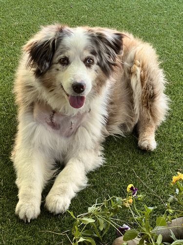 Customer photo review of Freeze-Dried Beef Liver Dog Treats | Single Ingredient | Petsmont Hearty Bites