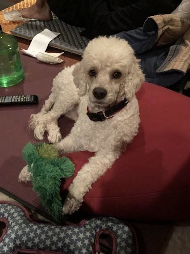 Customer photo review of Freeze-Dried Beef Liver Dog Treats | Single Ingredient | Petsmont Hearty Bites