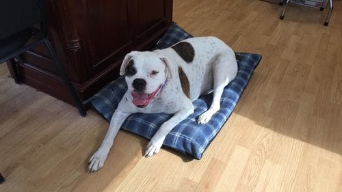 Customer photo review of Buddy Guard + Hearty Bites