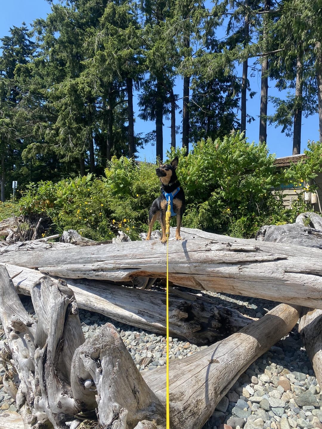 Customer photo review of Biothane Long Line Leash for Dogs with Detachable Handle