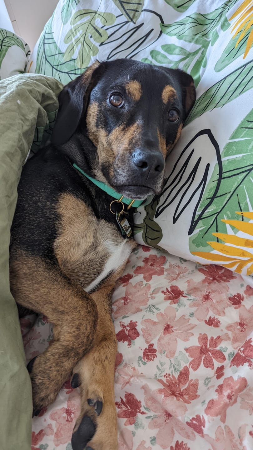 Customer photo review of Biothane Long Line Leash for Dogs with Detachable Handle