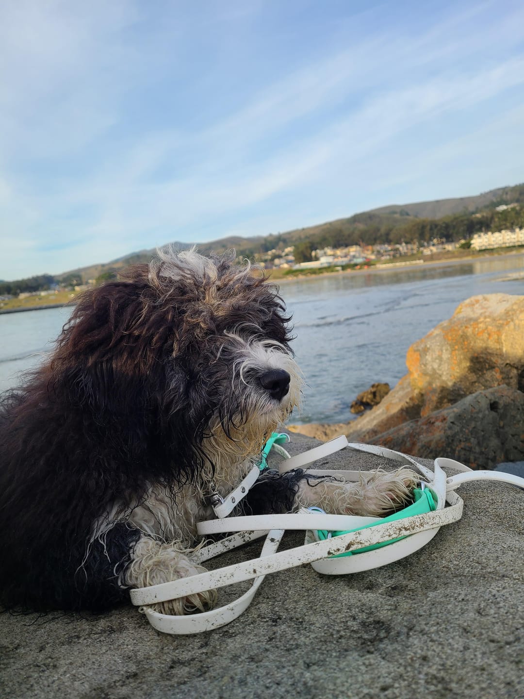 Customer photo review of Biothane Long Line Leash for Dogs with Detachable Handle
