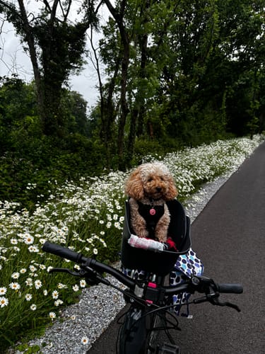Customer photo review of Kvisp Dog Bike Carrier