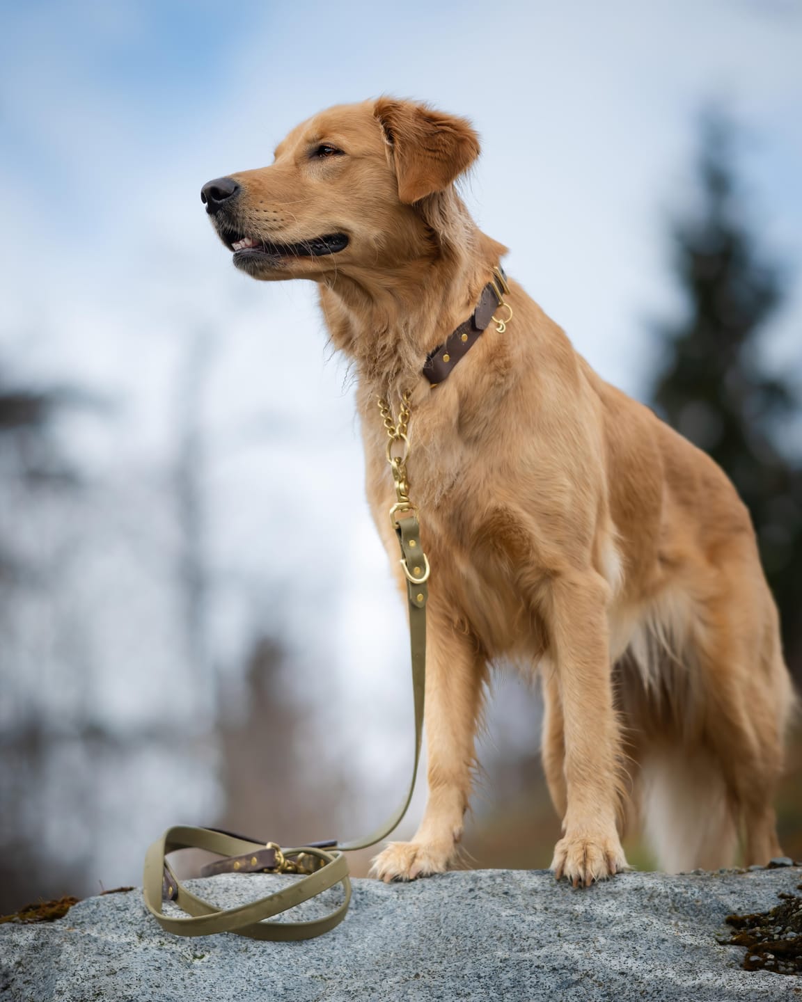 Customer photo review of Biothane Martingale Dog Collar