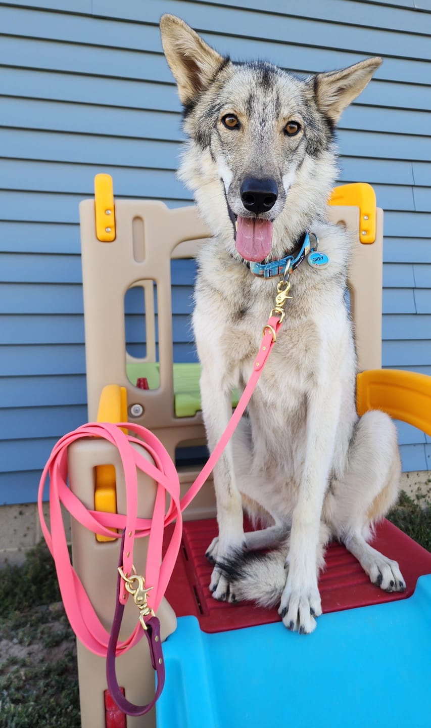 Customer photo review of Hibiscus - Classic Biothane Dog Leash
