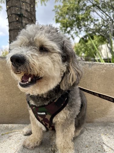 Customer photo review of Freeze-Dried Beef Liver Dog Treats | Single Ingredient | Petsmont Hearty Bites