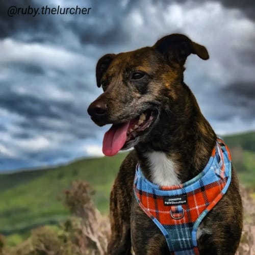 Customer photo review of Adjustable Harness - Harvest Plaid