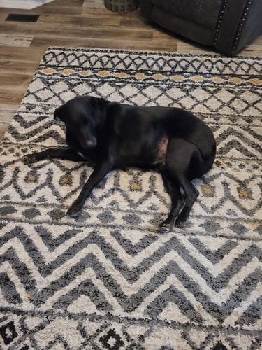 Customer photo review of Freeze-Dried Beef Liver Dog Treats | Single Ingredient | Petsmont Hearty Bites