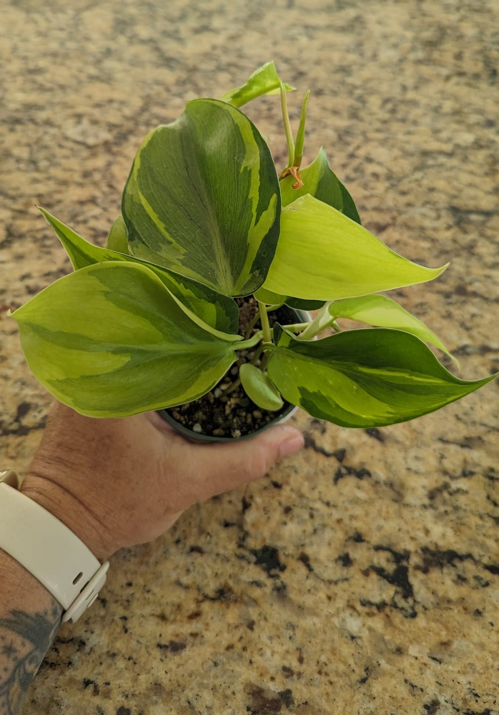 Customer photo review of Philodendron hederaceum 'Carnival'
