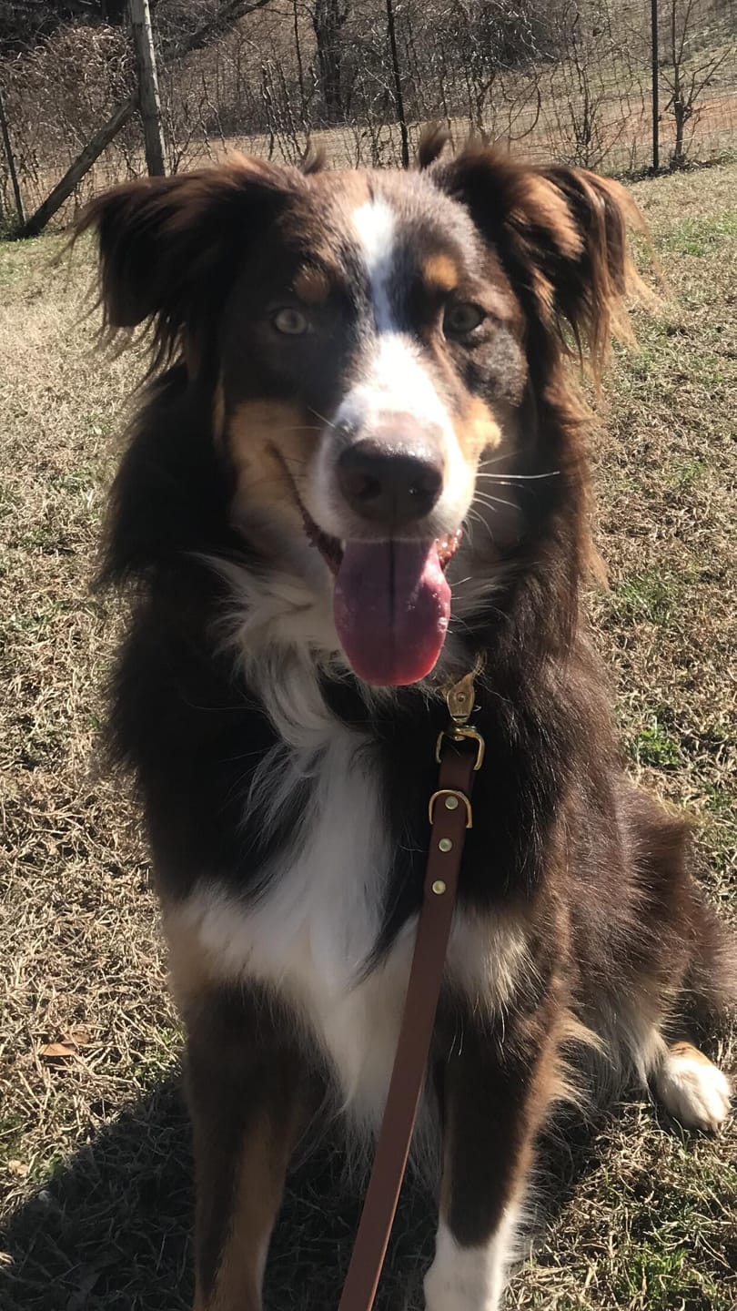 Customer photo review of Terracotta - Classic Biothane Dog Leash
