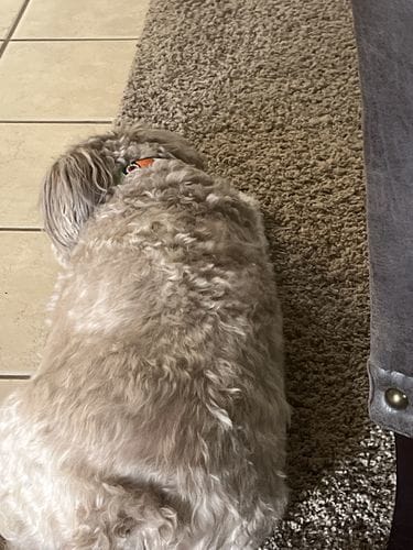 Customer photo review of Freeze-Dried Beef Liver Dog Treats | Single Ingredient | Petsmont Hearty Bites