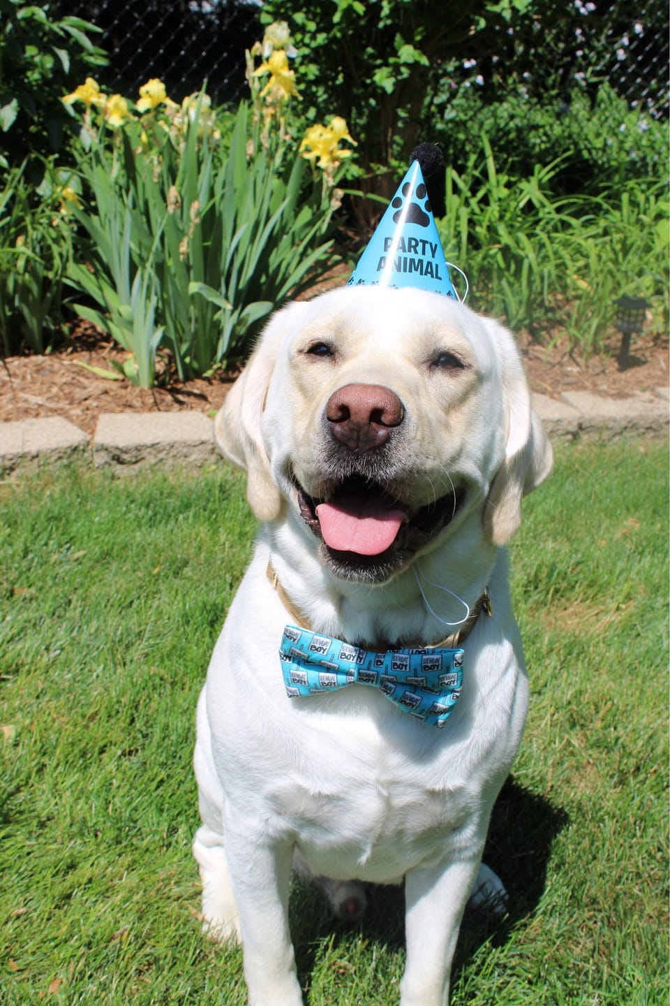 Customer photo review of Birthday Boy Bow Tie for Dog Collar or Cat Collar