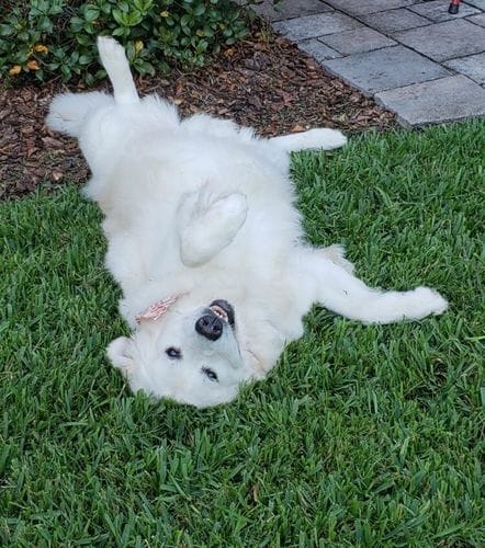 Customer photo review of Buddy Guard + Hearty Bites