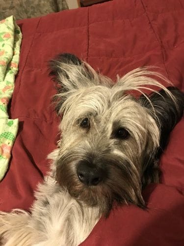 Customer photo review of Buddy Guard + Hearty Bites