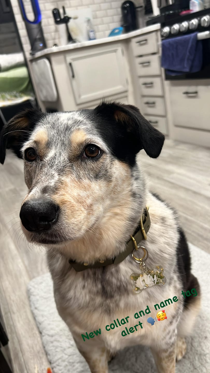 Customer photo review of Biothane Martingale Dog Collar