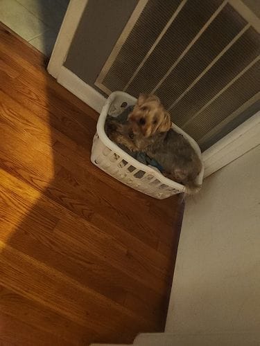 Customer photo review of Buddy Guard + Hearty Bites