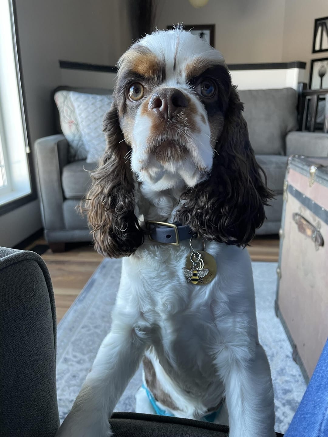 Customer photo review of Clay - Classic Biothane Dog Collar