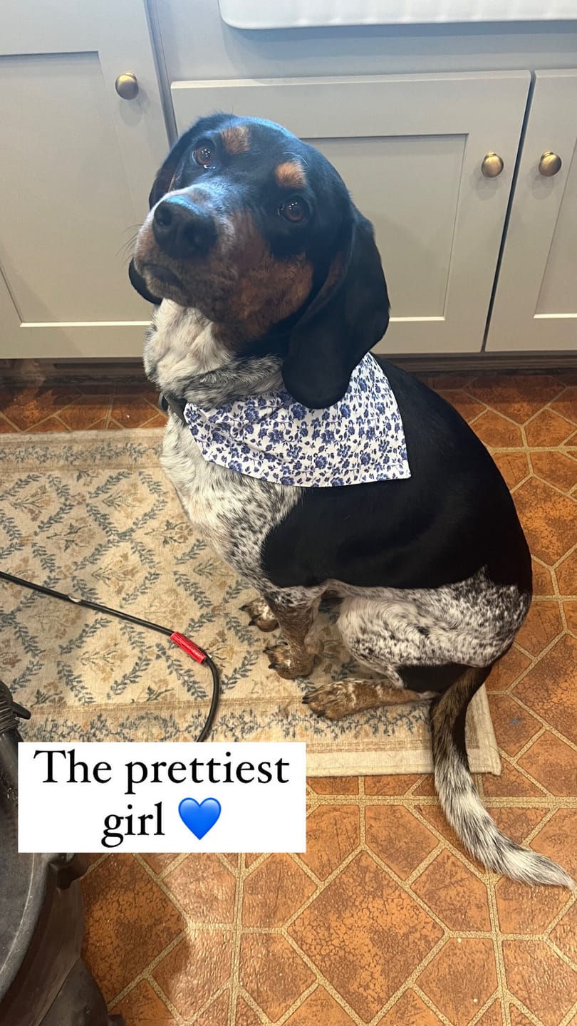Customer photo review of French Blue Floral Dog Bandana
