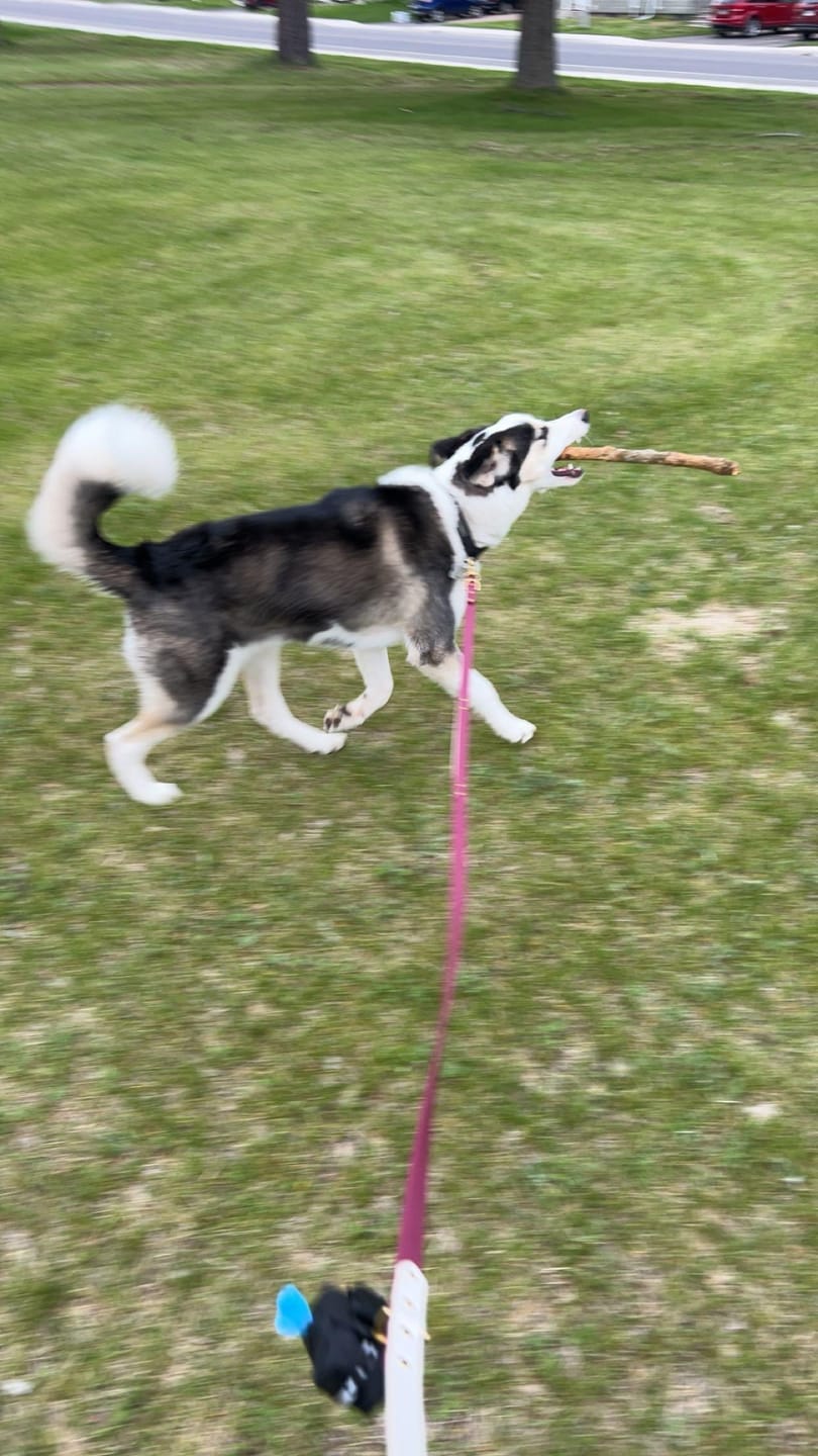 Customer photo review of Biothane Long Line Leash for Dogs with Detachable Handle