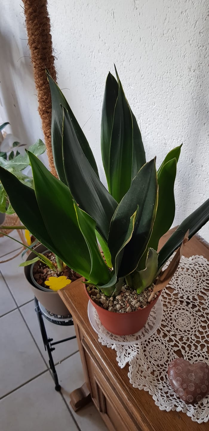 Customer photo review of SANSEVIERIA BLACK DIAMOND