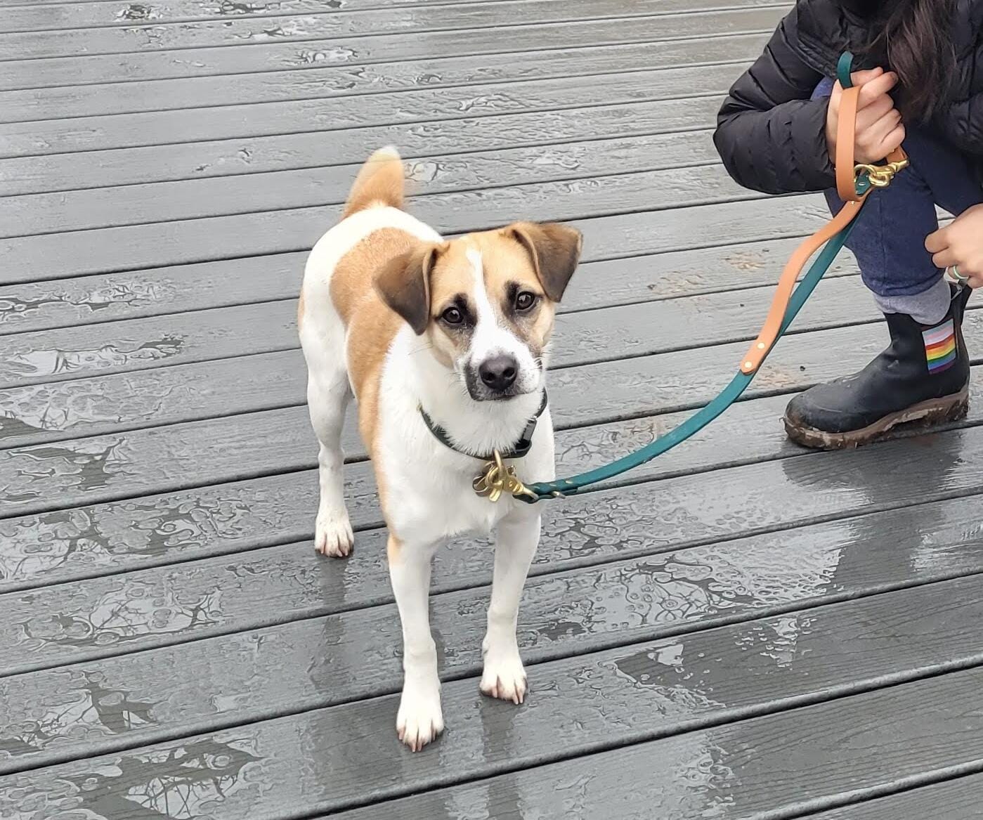 Customer photo review of Adjustable Biothane Quick Release Dog Collar