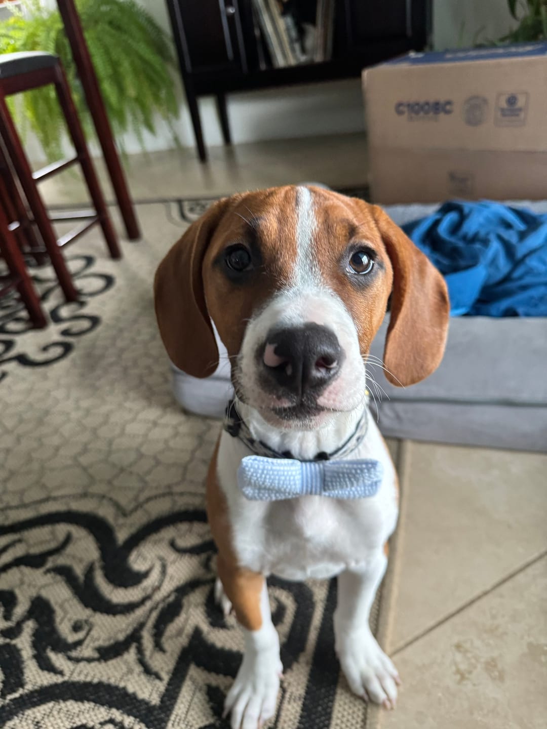 Customer photo review of Light Blue Seersucker Bow Tie for Dog and Cat Collar
