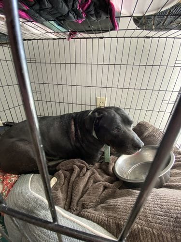 Customer photo review of Buddy Guard + Hearty Bites