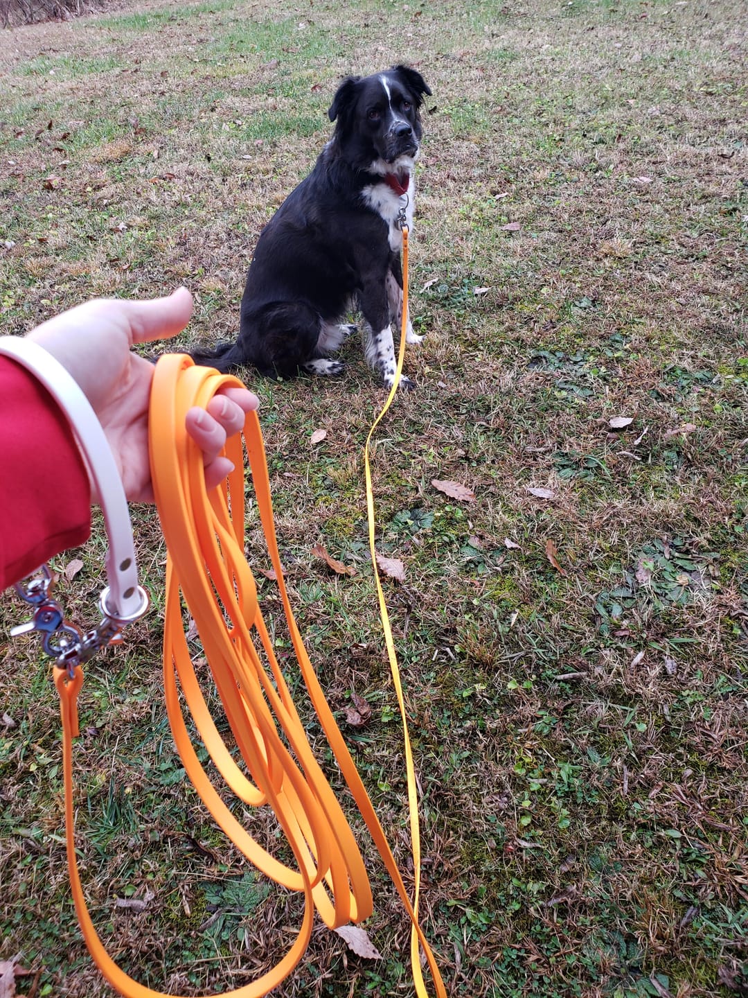 Customer photo review of Biothane Long Line Leash for Dogs with Detachable Handle
