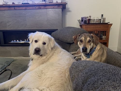 Customer photo review of Freeze-Dried Beef Liver Dog Treats | Single Ingredient | Petsmont Hearty Bites