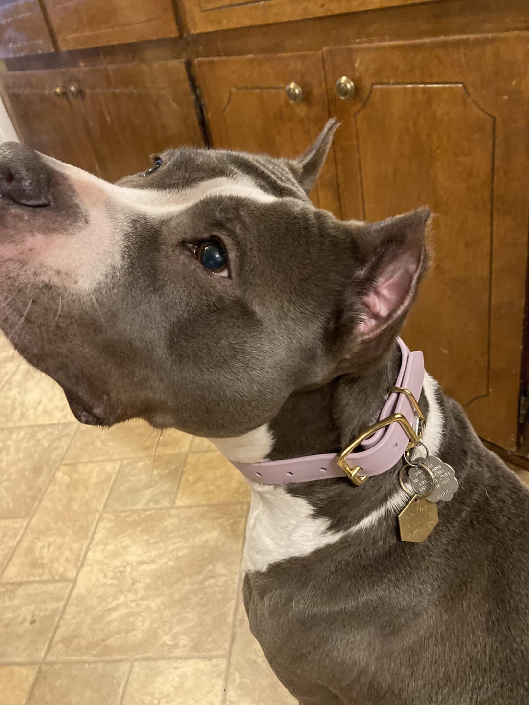 Customer photo review of Biothane Martingale Dog Collar