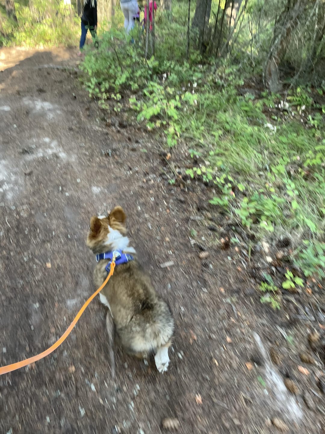Customer photo review of Biothane Long Line Leash for Dogs with Detachable Handle