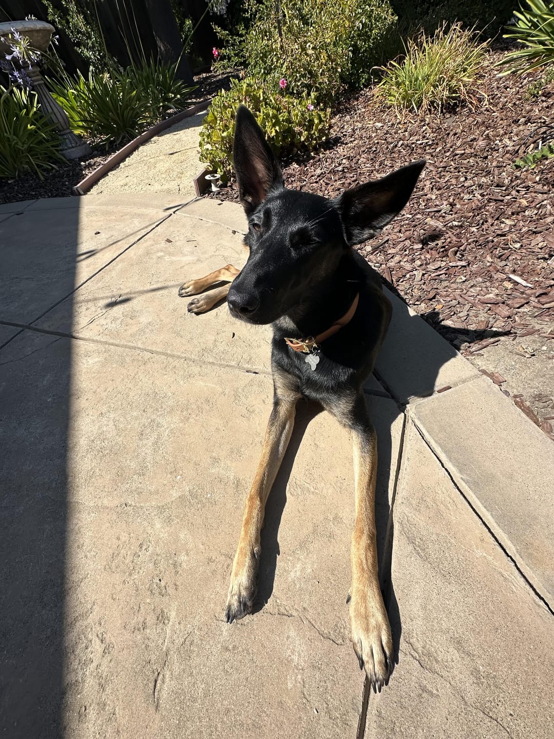 Customer photo review of Biothane Long Line Leash for Dogs with Detachable Handle