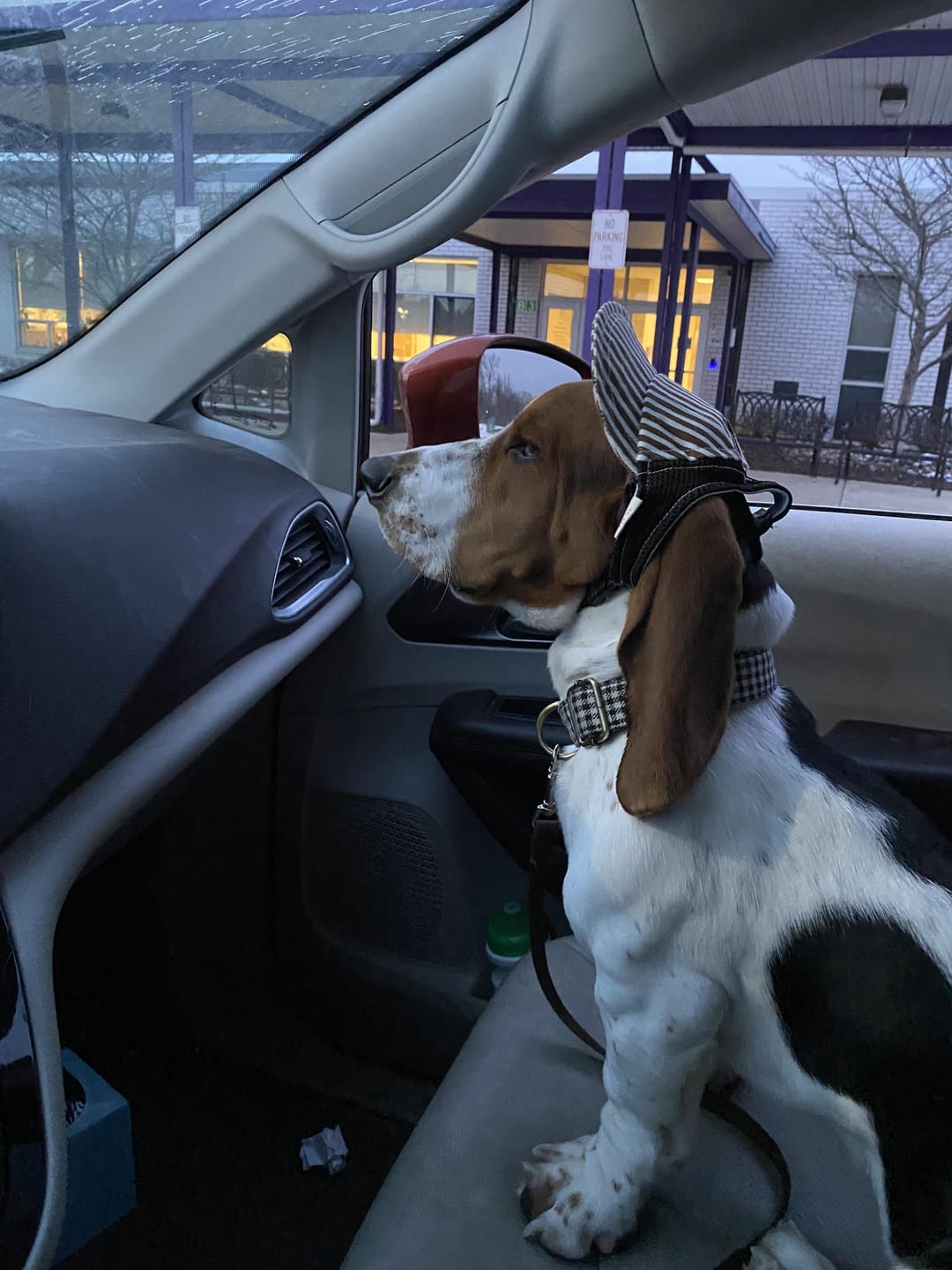 Customer photo review of Walnut - Classic Leather Dog Leash
