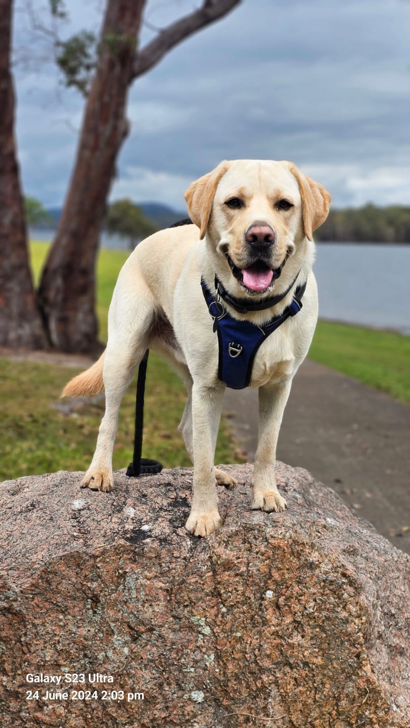 Customer photo review of Fur King Ultimate No Pull Harness | Best No Pull Dog Harness | Sizes Small To XL