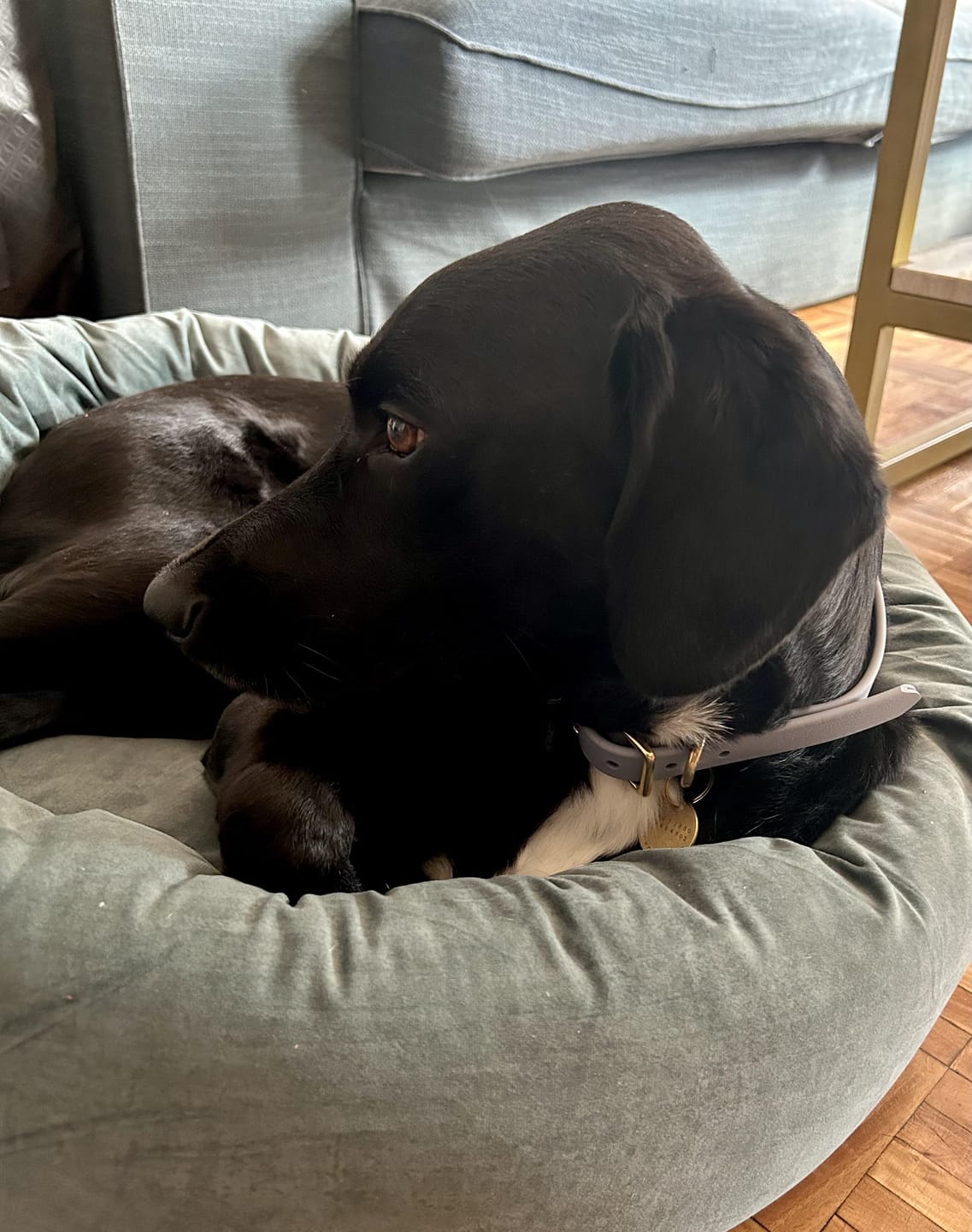 Customer photo review of Clay - Classic Biothane Dog Collar