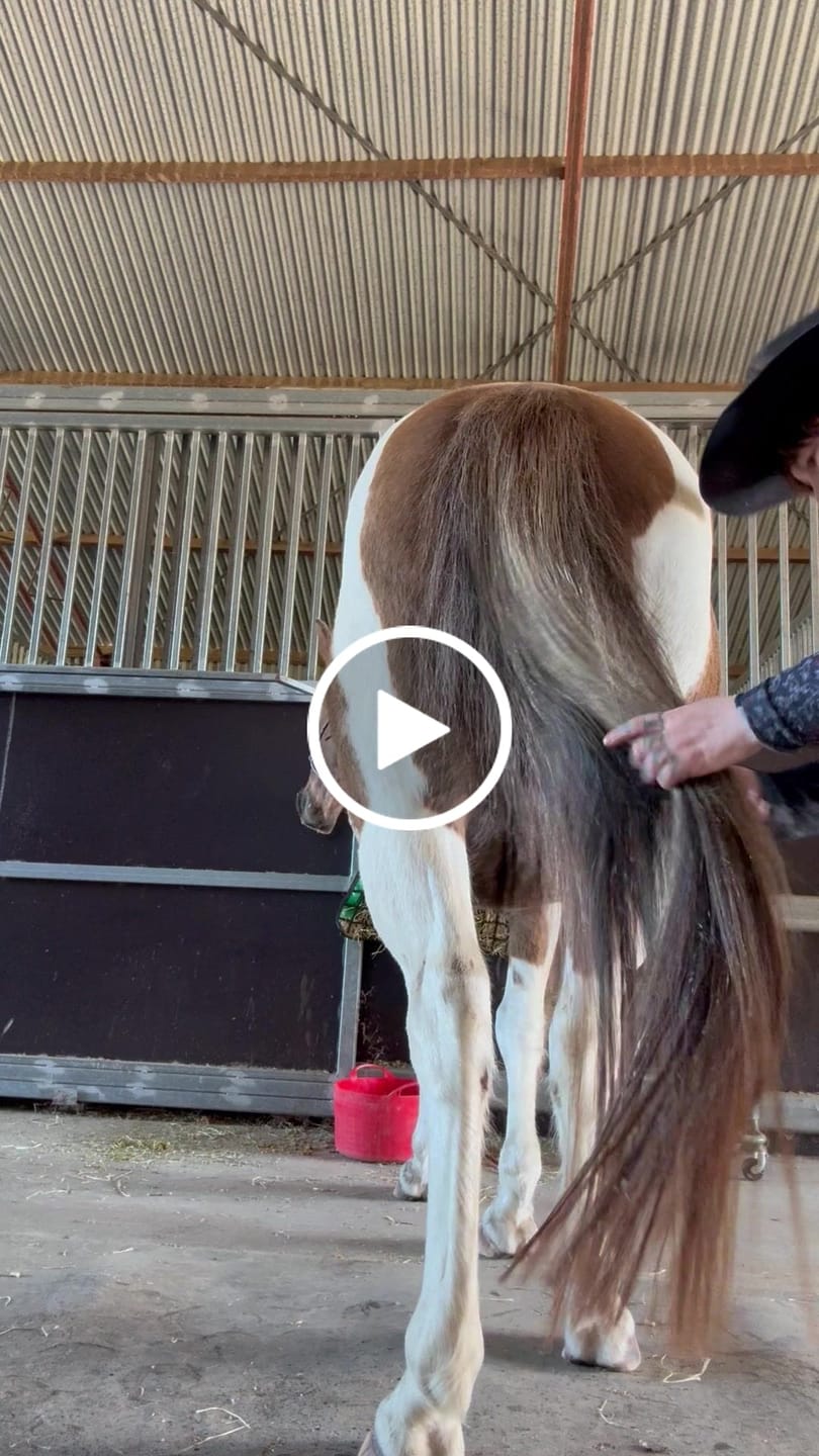 Customer video review of Queen's Brush - Royal Mane & Tail Brush