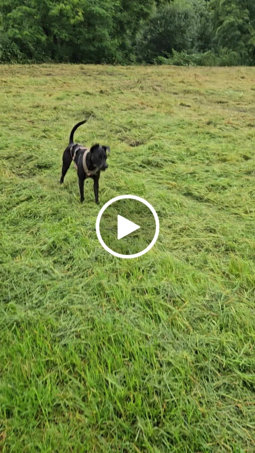 Customer video review of Sicherheitsgeschirr FUN "Golden Sand"