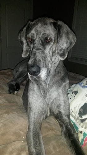 Customer photo review of Buddy Guard + Hearty Bites