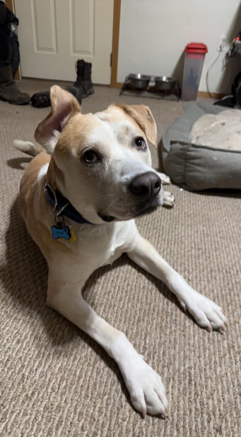 Customer photo review of Midnight - Classic Biothane Dog Collar