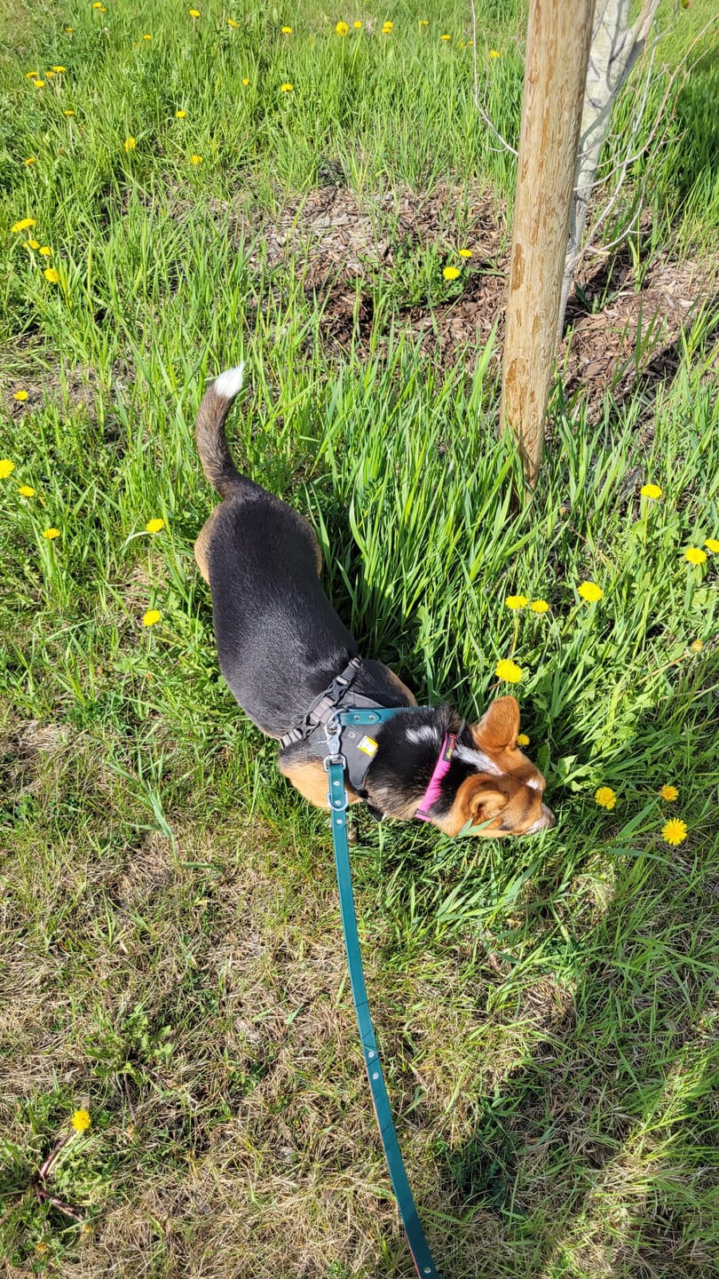 Customer photo review of Handsfree Leash Adapter