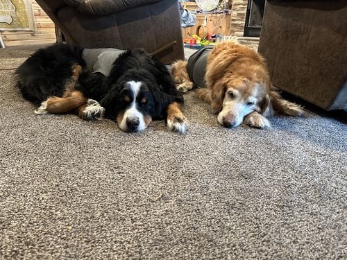 Customer photo review of Freeze-Dried Beef Liver Dog Treats | Single Ingredient | Petsmont Hearty Bites