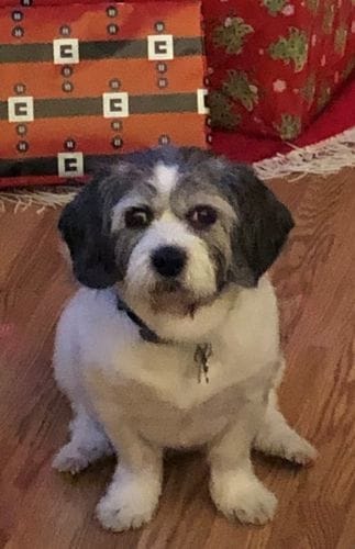 Customer photo review of Buddy Guard + Hearty Bites