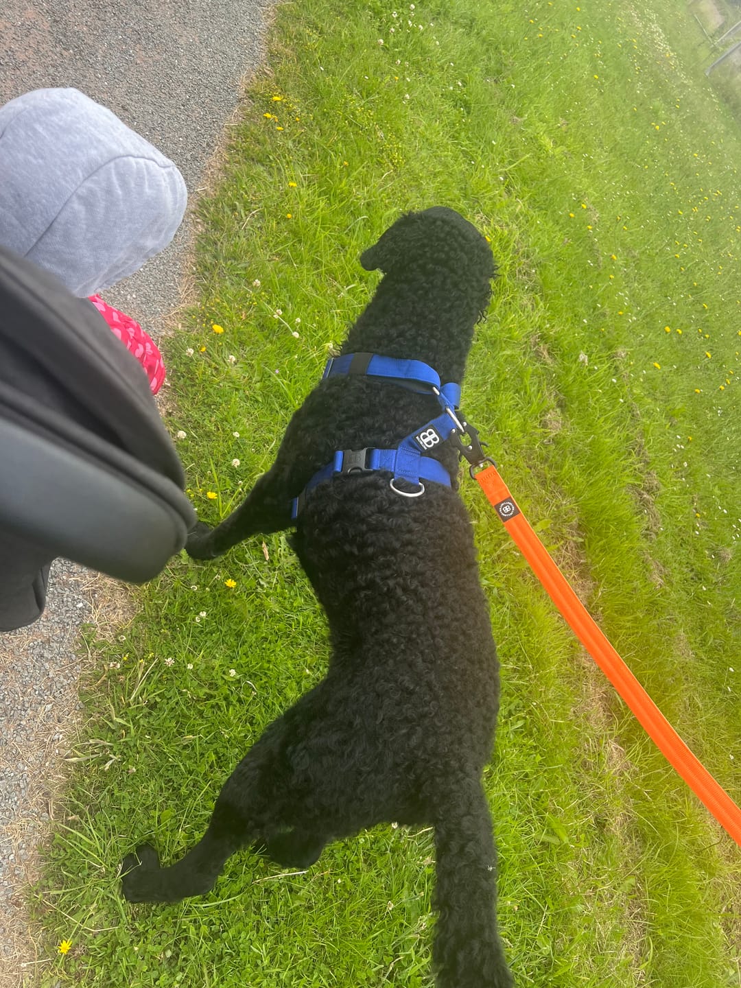 Customer photo review of TRI-Harness® | Anti-Pull, Adjustable & Durable - Dog Trainers Choice -  Blue v2.0