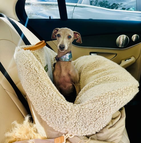 Customer photo review of Fur case for dog car seat