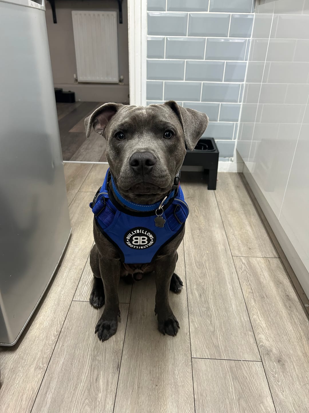 Customer photo review of Premium Comfort Harness | Non Restrictive & Adjustable - Blue v2.0