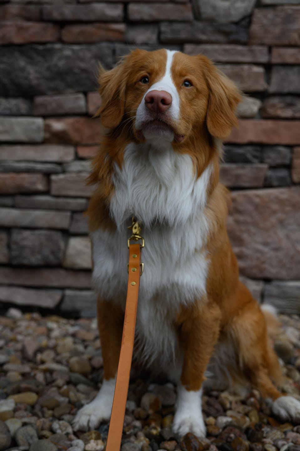Customer photo review of Natural - Classic Leather Dog Leash