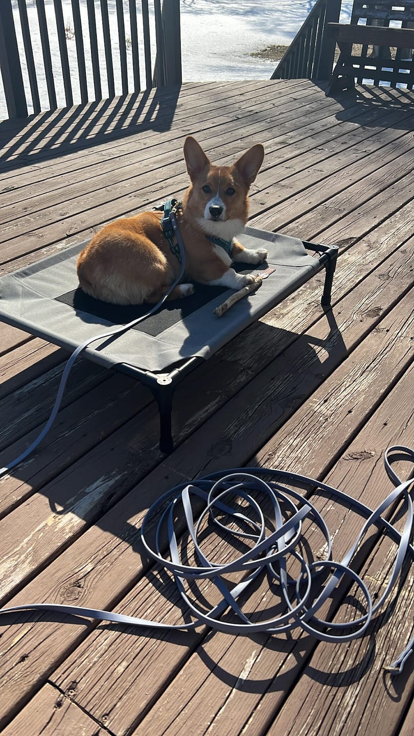 Customer photo review of Biothane Long Line Leash for Dogs with Detachable Handle