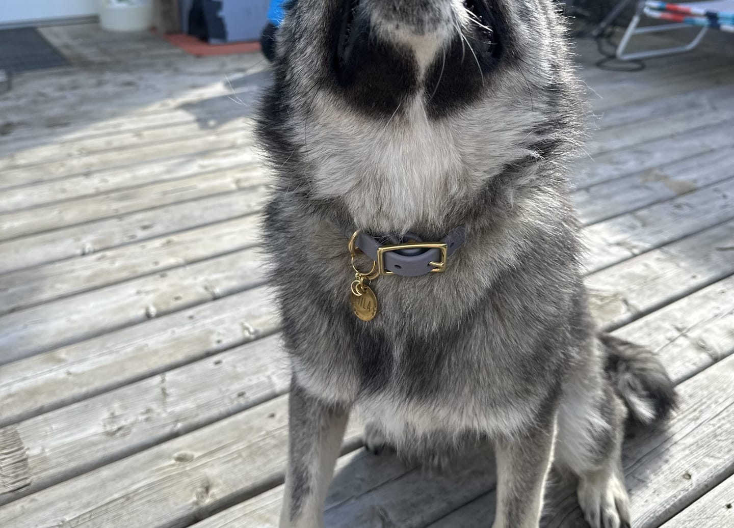 Customer photo review of Clay - Classic Biothane Dog Collar