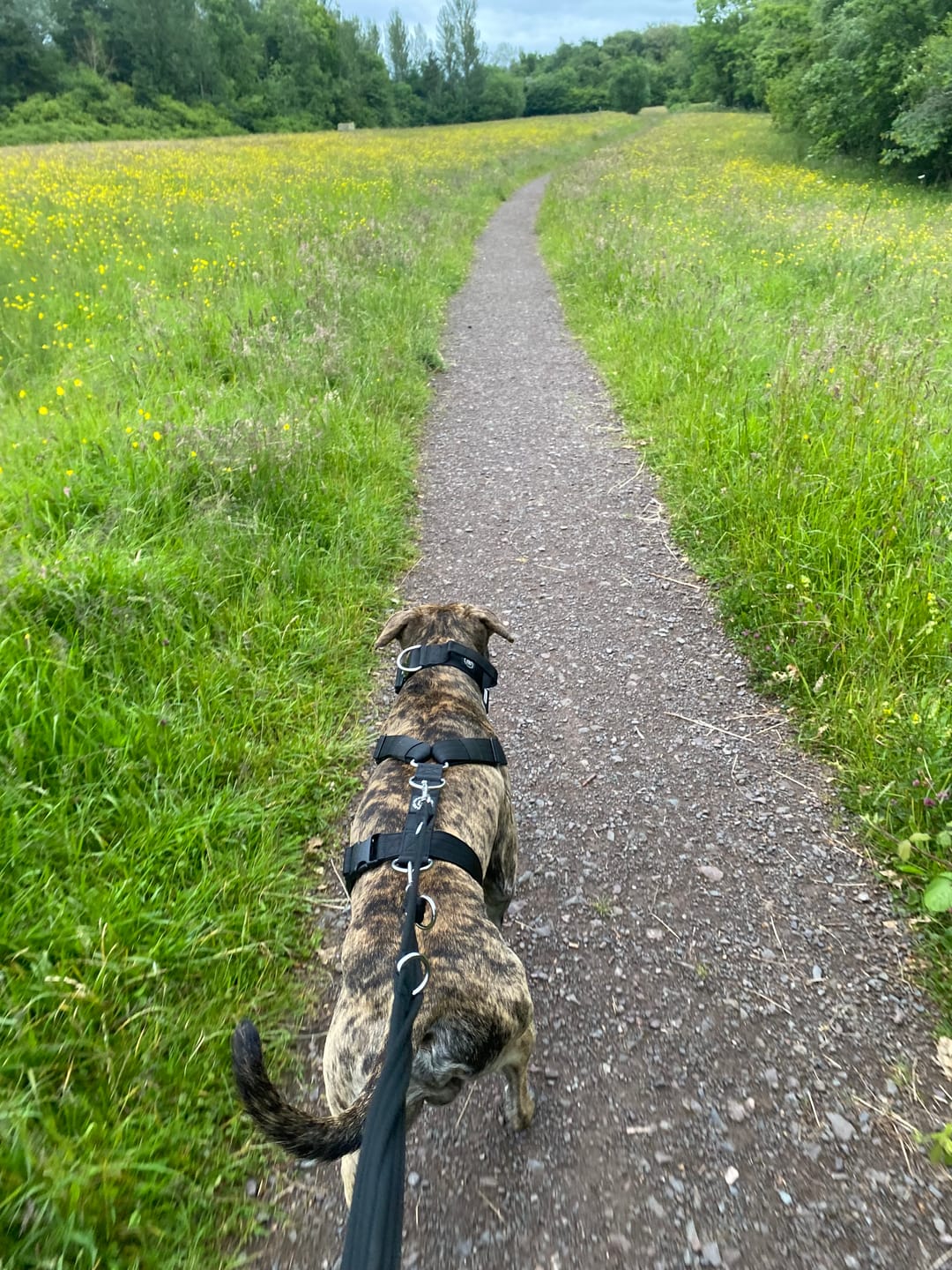Customer photo review of TRI-Harness® | Anti-Pull, Adjustable & Durable - Dog Trainers Choice -  Black v2.0