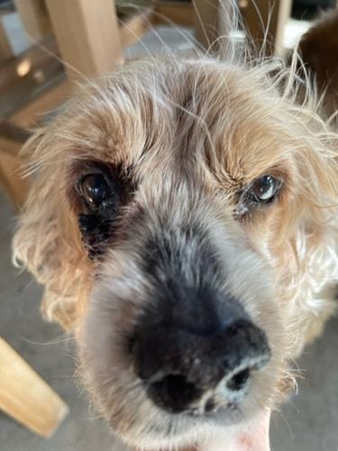 Customer photo review of Freeze-Dried Beef Liver Dog Treats | Single Ingredient | Petsmont Hearty Bites